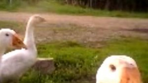 Говорящие гуси. Прикол. Юмор.