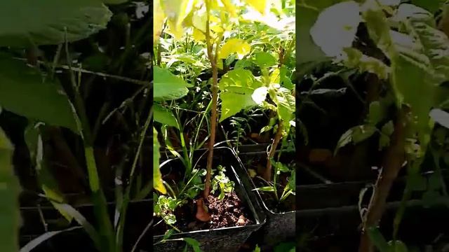 Как растёт грецкий орех дома #дача #garden #орех #огородны? смотреть онлайн