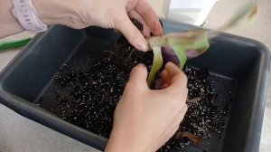 Традесканция Рео ВЫТЯНУЛАСЬ,Что нужно делать? #вытялу?