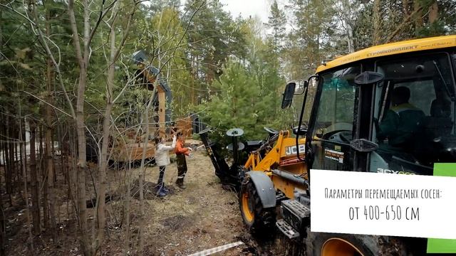 Как пересаживают большие деревья? Пересадка туи, ели 