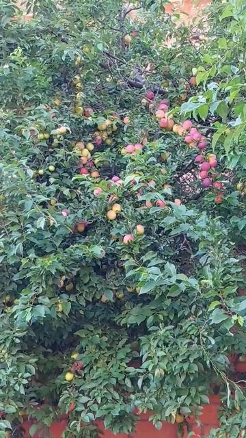 На улицах Краснодара поспевает слива #шортс #фрукты #п? смотреть онлайн