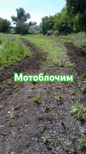 Фрезерую мотоблоком под посев укропа смотреть онлайн