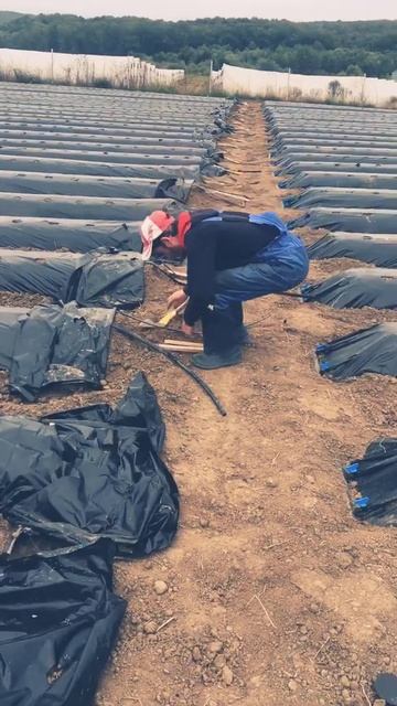 Приготовления перед посадкой клубники. смотреть онлайн