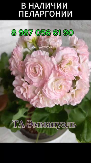 Продам укорененные черенки сортовых пеларгоний. Дост? смотреть онлайн