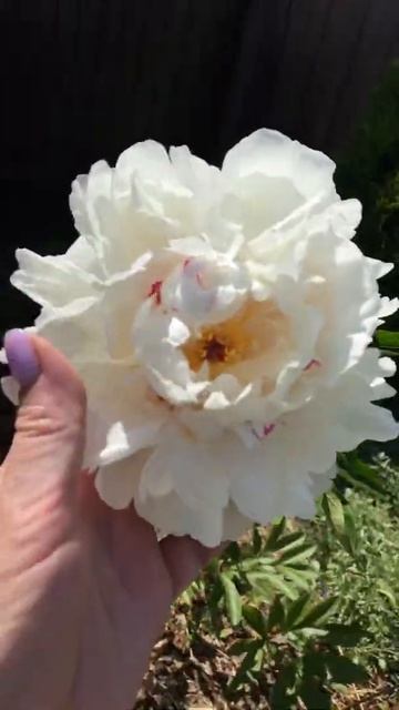 Пион белый восхитителен! смотреть онлайн