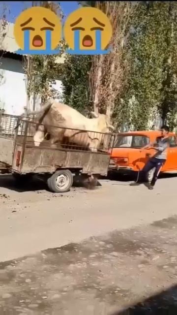 откорм бычков на мясо #shorts смотреть онлайн