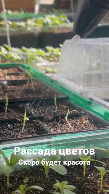 Цветочная рассада #flowers #spring #весна #цветочнаяферма