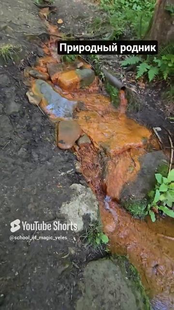 Природный родник #родник #Сочи #shortvideo #shorts смотреть онлайн