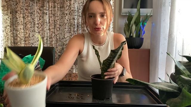 Купила ещё 3 сансевиерии на Куфаре! Разговорная переса смотреть онлайн