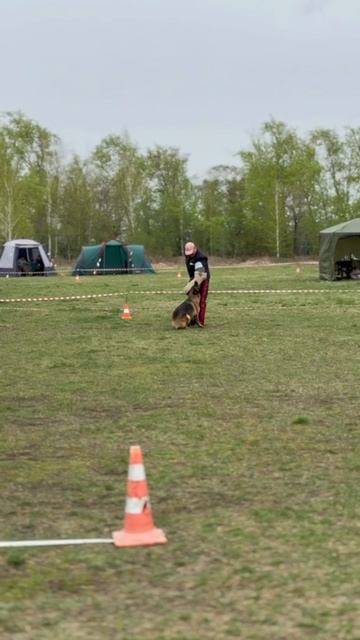 1 Отл. КЧК САХАРА +++ №80 2 ракурс / КЧК ЧЕЛЯБИНСК 3 мая`25 I.Radulovic Моно нем.овчарок