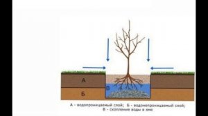 Как посадить ель в саду.