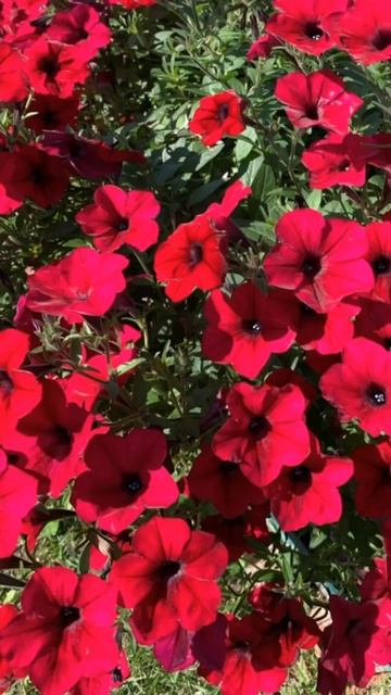 Чтобы было много петуний, сеем её в январе. #семена#пет? смотреть онлайн