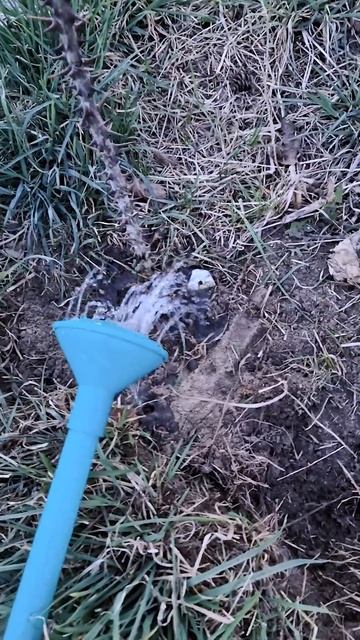 Пришло время посадить колючие палки. Калопанаксы смотреть онлайн