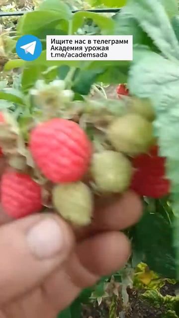 Главный секрет, зачем малине горчица #рецепт #огород #д смотреть онлайн