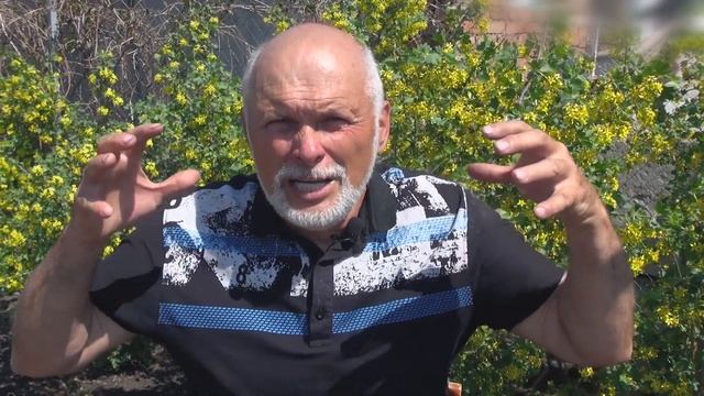 КРАСИВАЯ ЗАСУХОУСТОИЧИВАЯ ДОЛГОВЕЧНАЯ СМОРОДИНА  П