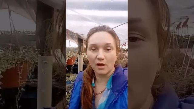 Работа зимой: ревизируй и сохрани! смотреть онлайн