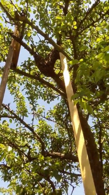 Прилетел рой пчёл.