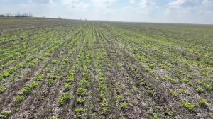 Летний посев кориандра!!!