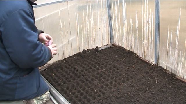 САМЫЙ УДОБНЫЙ СПОСОБ ПОСАДКИ РЕДИСА!!! ЭКСПЕРИМЕНТ С Д? смотреть онлайн