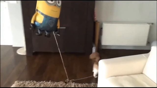 Самые смешные животные 2023 - Приколы с котами и собаками - Смешные Животные Видео #6 смотреть онлайн