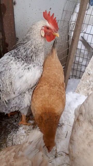 Борковская Баровистая! #курынесушки #chick #куры #молодня смотреть онлайн