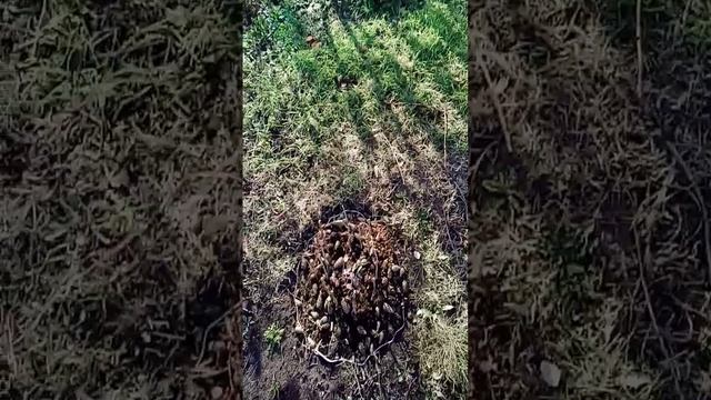 Голубика посадки.2023г.Осень смотреть онлайн