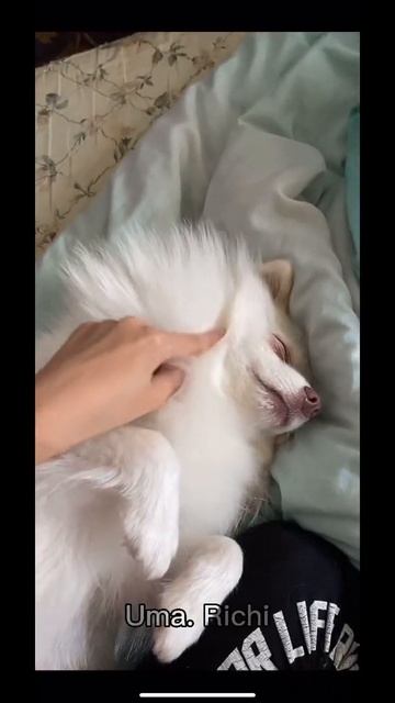 #собаки #видео #новый #шпиц #новый смотреть онлайн