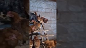 #курятник #сарай #хозпостройка из керамзитных блоков. ?