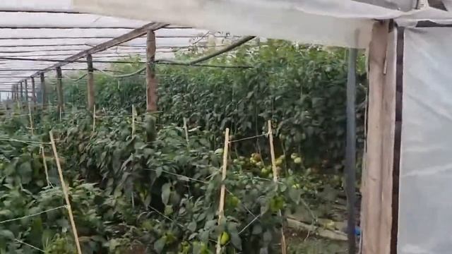 Пинк Айди и Мей Шуай в два стебля смотреть онлайн