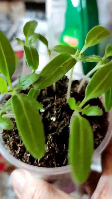 Перец оказался томатом!))#февраль морозный#рассада#без смотреть онлайн