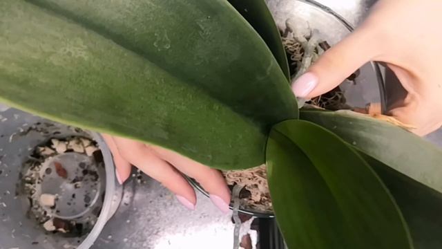 Пересадка орхидеи биг лип в закрытую систему. Обзор пу