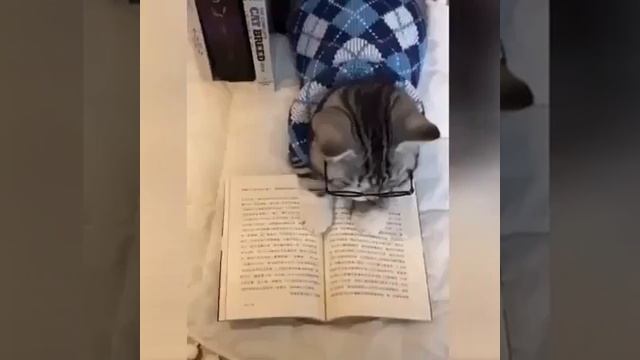 Прикольные коты | Без кота и жизнь не та смотреть онлайн
