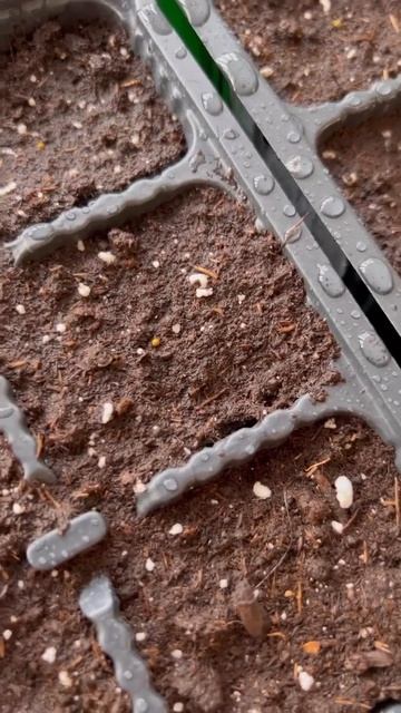 Посев петунии #петуния #петунии #садоводство смотреть онлайн