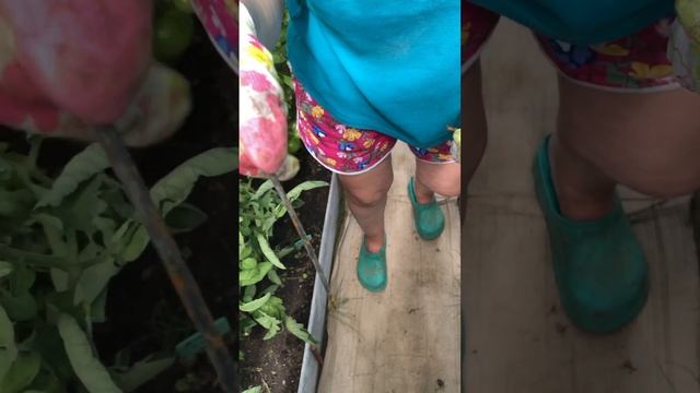 Мульчирование томатов КАРТОНОМ 🌿🍅 смотреть онлайн