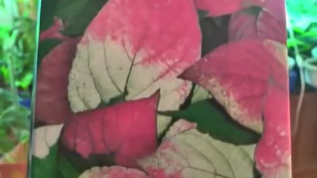 Как подготовить саженцы к посадке саженцы плодовых к? смотреть онлайн