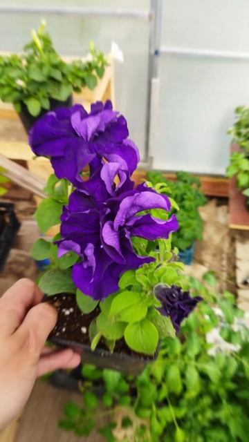 Петуния, уход за всходами смотреть онлайн