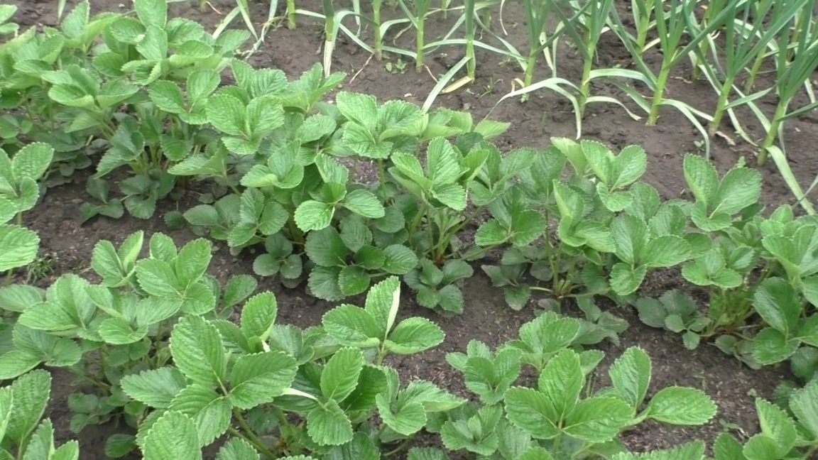 Огородный дневник 3-4 мая