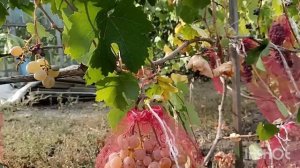 Новые сорта и гф винограда на моём участке, пробуем вк?