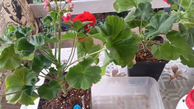 Первая подкормка для цветущих и зацветающих пеларгон? смотреть онлайн