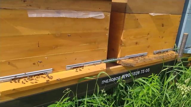 г. Сыктывкар. Обзор точка, промежуточные итоги. 16.07.2022 г.