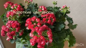 Пеларгония ТА История любви перед осенней обрезкой