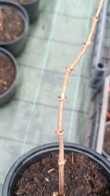 Обрезка гортензий совсем скоро. Руки так и чешутся 🌱. смотреть онлайн