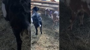 Мясо каких пород коз вкуснее. Нубийки бурские биталы камори.