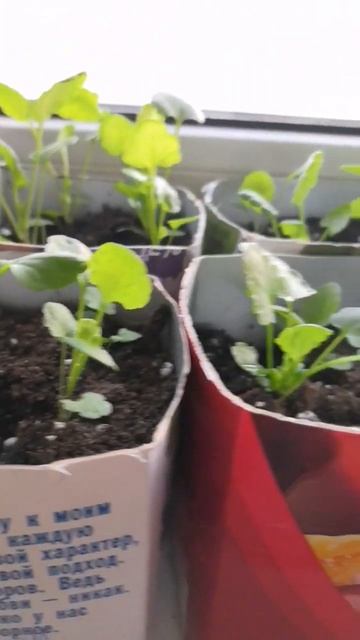 виола #цветы #виола #рассада #сад смотреть онлайн