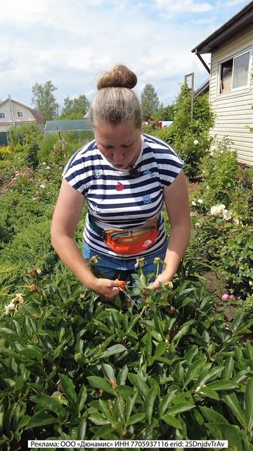 ПИОНЫ ПОСЛЕ ЦВЕТЕНИЯ, УХОД #пионы #дача #сад смотреть онлайн