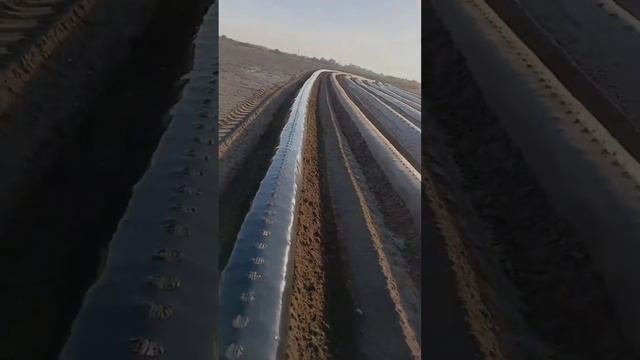 #farming #агротехнологии #клубника #грядки #купитьтехнику смотреть онлайн