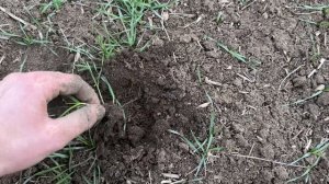 Озимая пшеница: есть ли кущение и что с нормами? Состоя