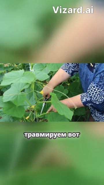 Как правильно обрезать огурцы: секреты от Юлии Миняев? смотреть онлайн