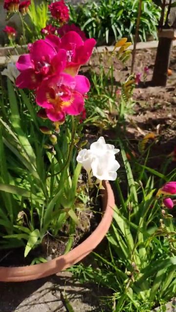 Итальянский сад огород в начале марта. Собираю букет в смотреть онлайн