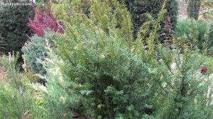 Купрессоципарис Лейланда - идеальное растение для жив